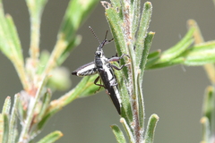 Rhinotia suturalis