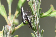 Rhinotia suturalis
