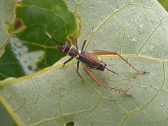 Phylloscyrtus amoenus
