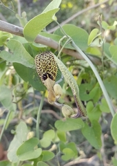 Aristolochia tentaculata