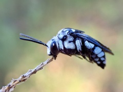 Thyreus caeruleopunctatus