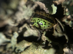 Calligrapha pantherina