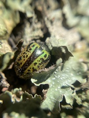 Calligrapha pantherina