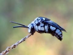 Thyreus caeruleopunctatus