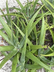 Aloe vera