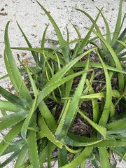 Aloe vera