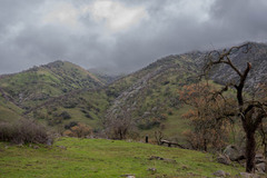 Aesculus californica