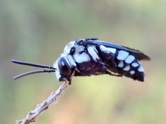 Thyreus caeruleopunctatus