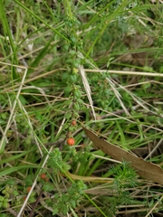 Galium hypocarpium