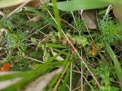 Galium hypocarpium