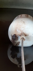 Scinax x-signatus