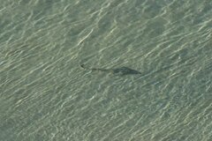 Pseudobatos productus