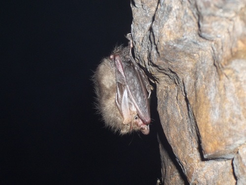 Brown Big-eared Bat