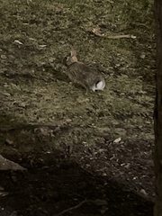 Sylvilagus floridanus