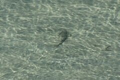 Pseudobatos productus