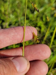 Carex castanea