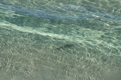 Pseudobatos productus