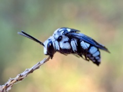 Thyreus caeruleopunctatus