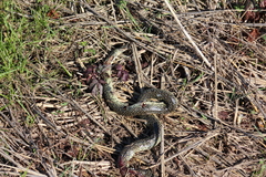 Lampropeltis holbrooki