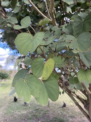 Bauhinia variegata