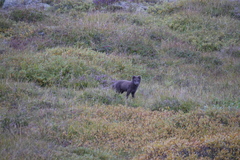 Vulpes lagopus