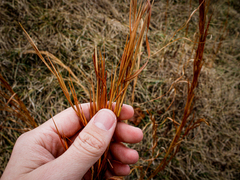 Andropogon virginicus virginicus