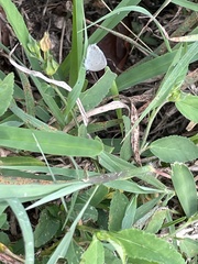 Cupido comyntas texana