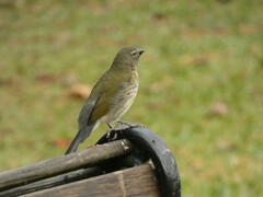 Saltator striatipectus