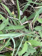 Cupido comyntas texana