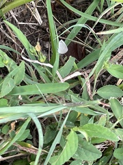 Cupido comyntas texana