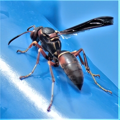 Fuscopolistes