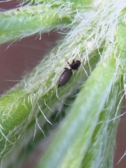 Sericothrips staphylinus