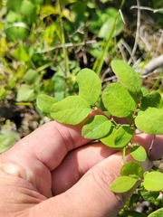 Symphoricarpos albus albus