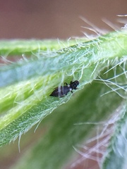 Sericothrips staphylinus
