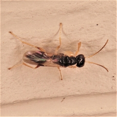 Dryinidae