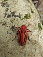 Sphenoclypeana parana