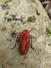 Sphenoclypeana parana