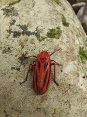 Sphenoclypeana parana