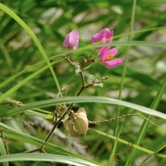 Antigonon leptopus