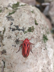Sphenoclypeana parana