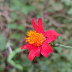 Adenophyllum aurantium