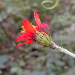 Adenophyllum aurantium