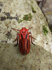 Sphenoclypeana parana