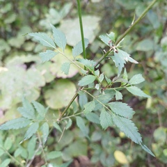 Adenophyllum aurantium