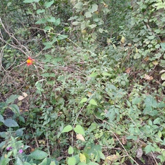 Adenophyllum aurantium