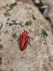 Sphenoclypeana parana
