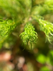 Dendroligotrichum tongariroense