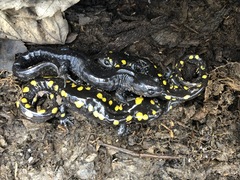 Ambystoma jeffersonianum