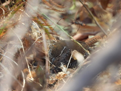 Thryophilus pleurostictus