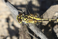 Austrogomphus guerini